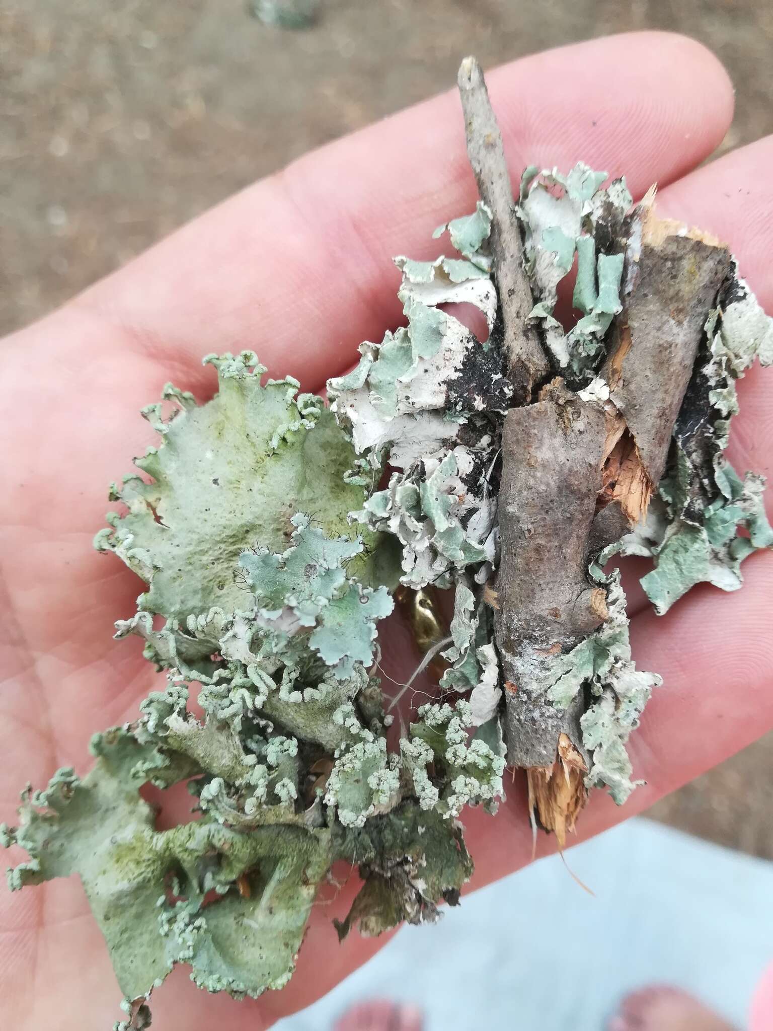 Image of parmotrema lichen