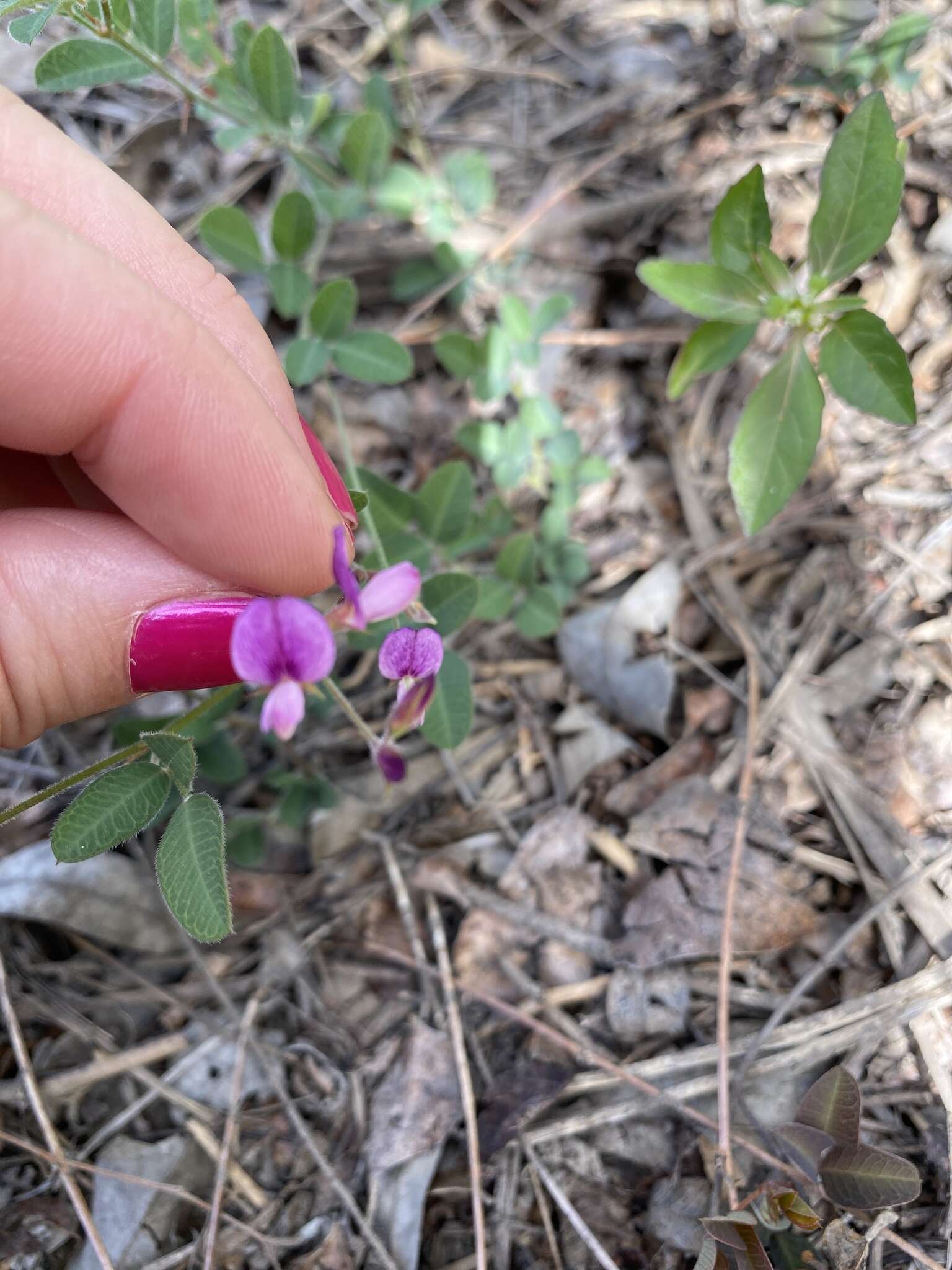 Слика од Lespedeza texana Britton