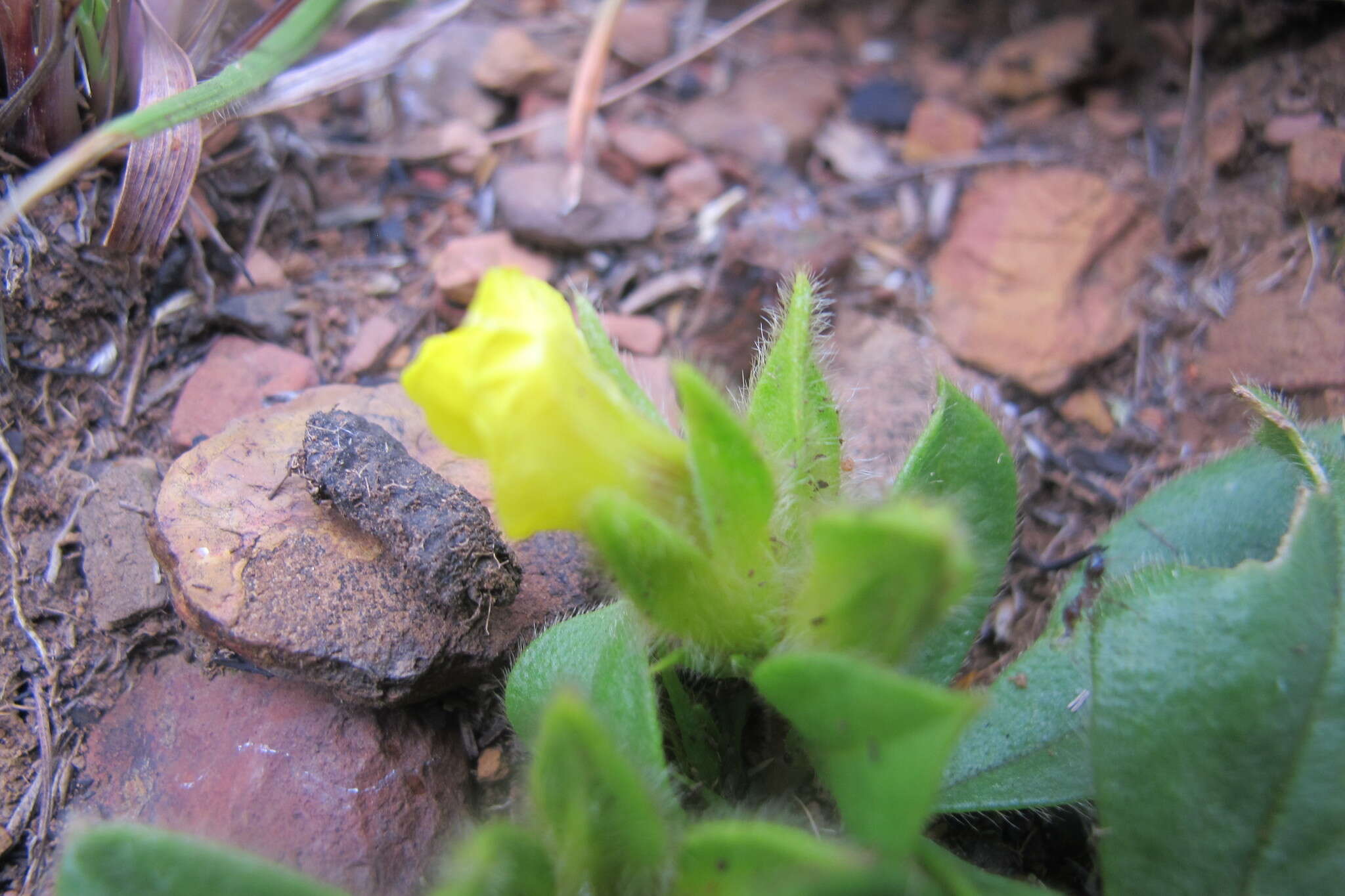 Image de Pearsonia obovata (Schinz) Polhill