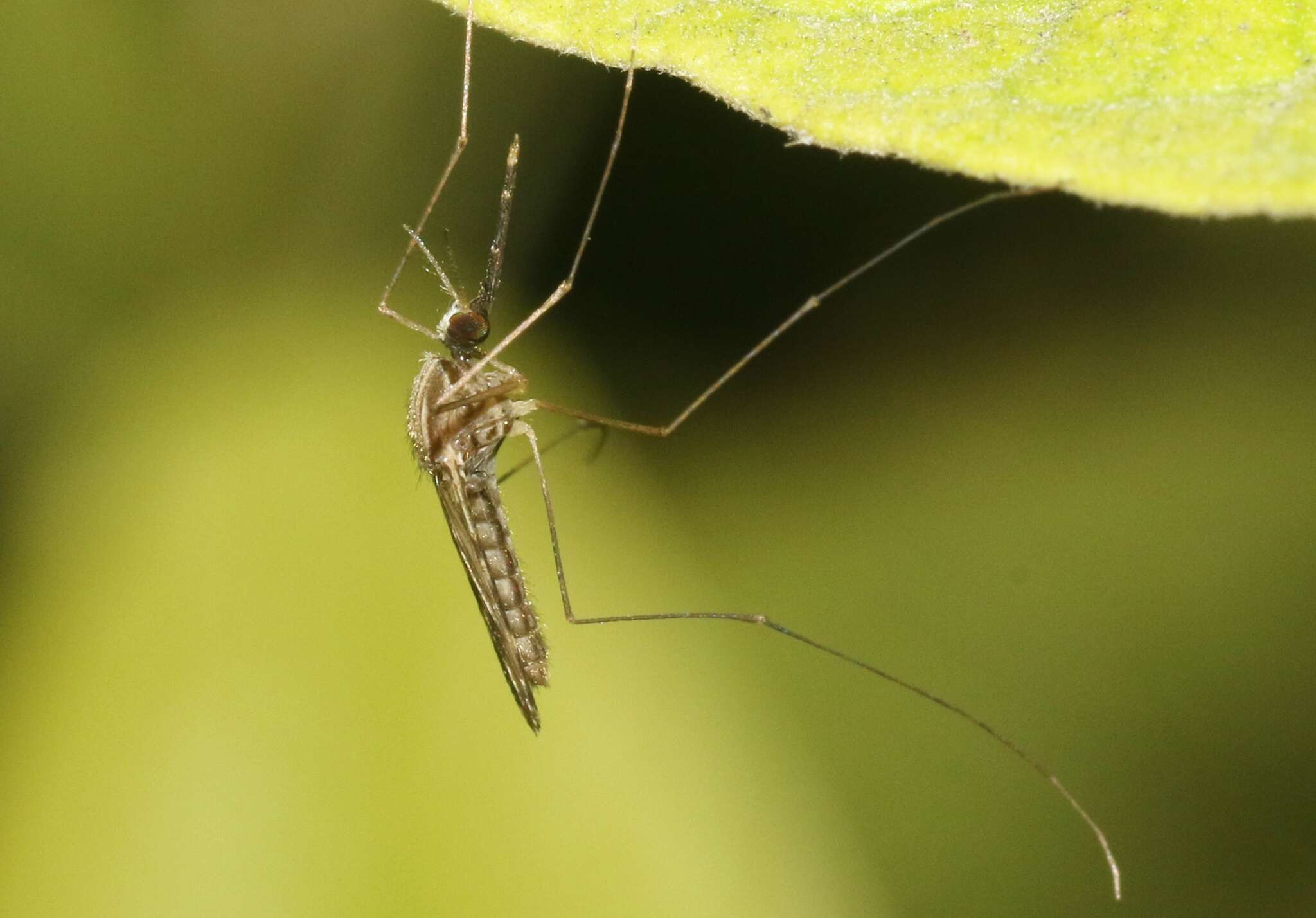 Image of Anopheles pseudopunctipennis Theobald 1901