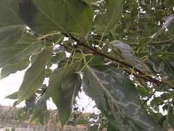 Image of balsam poplar