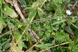 Image of Corydalis ochotensis Turcz.