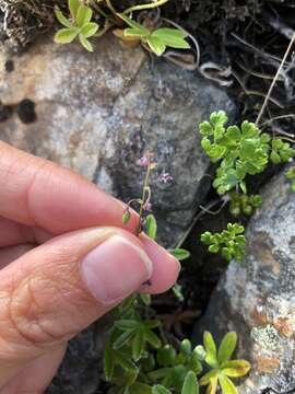 Image of alpine meadow-rue