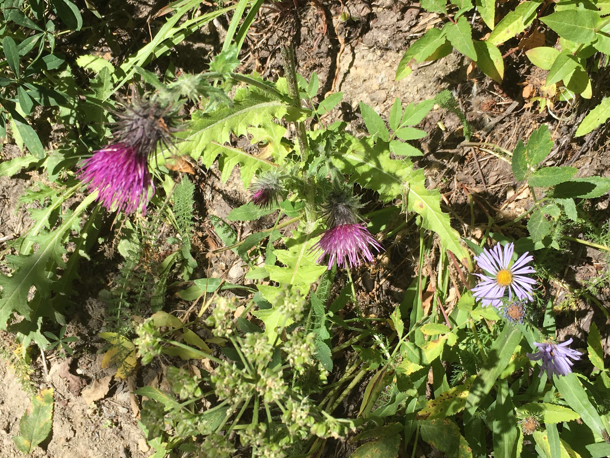 Image of edible thistle