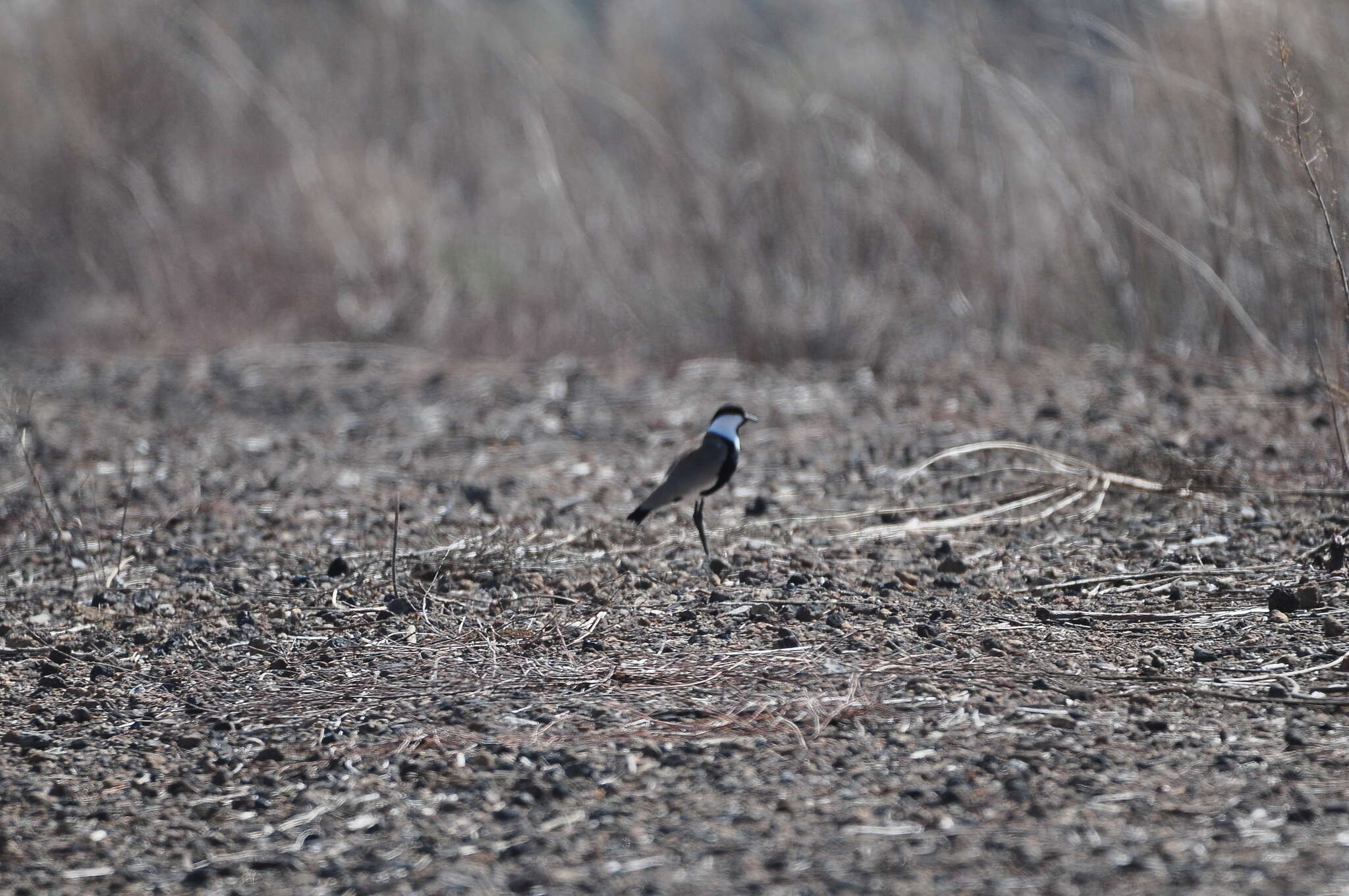 Image of spur-winged lapwing