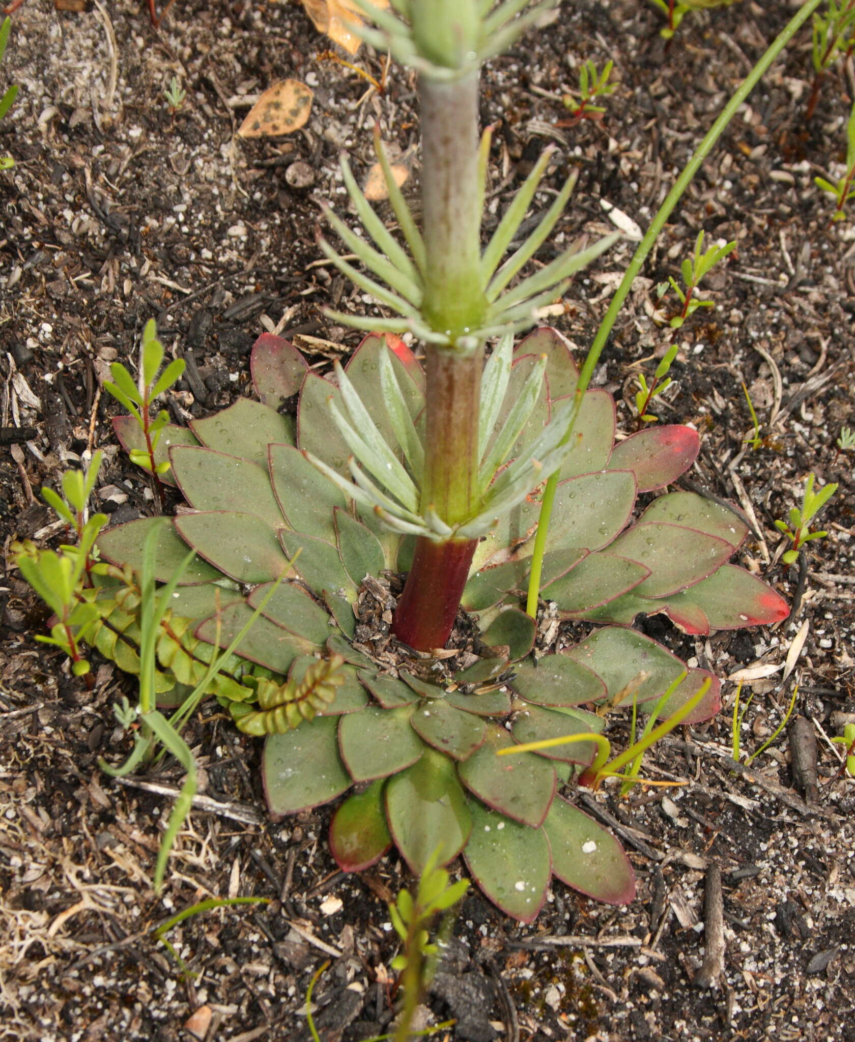 Image de Stylidium diversifolium R. Br.