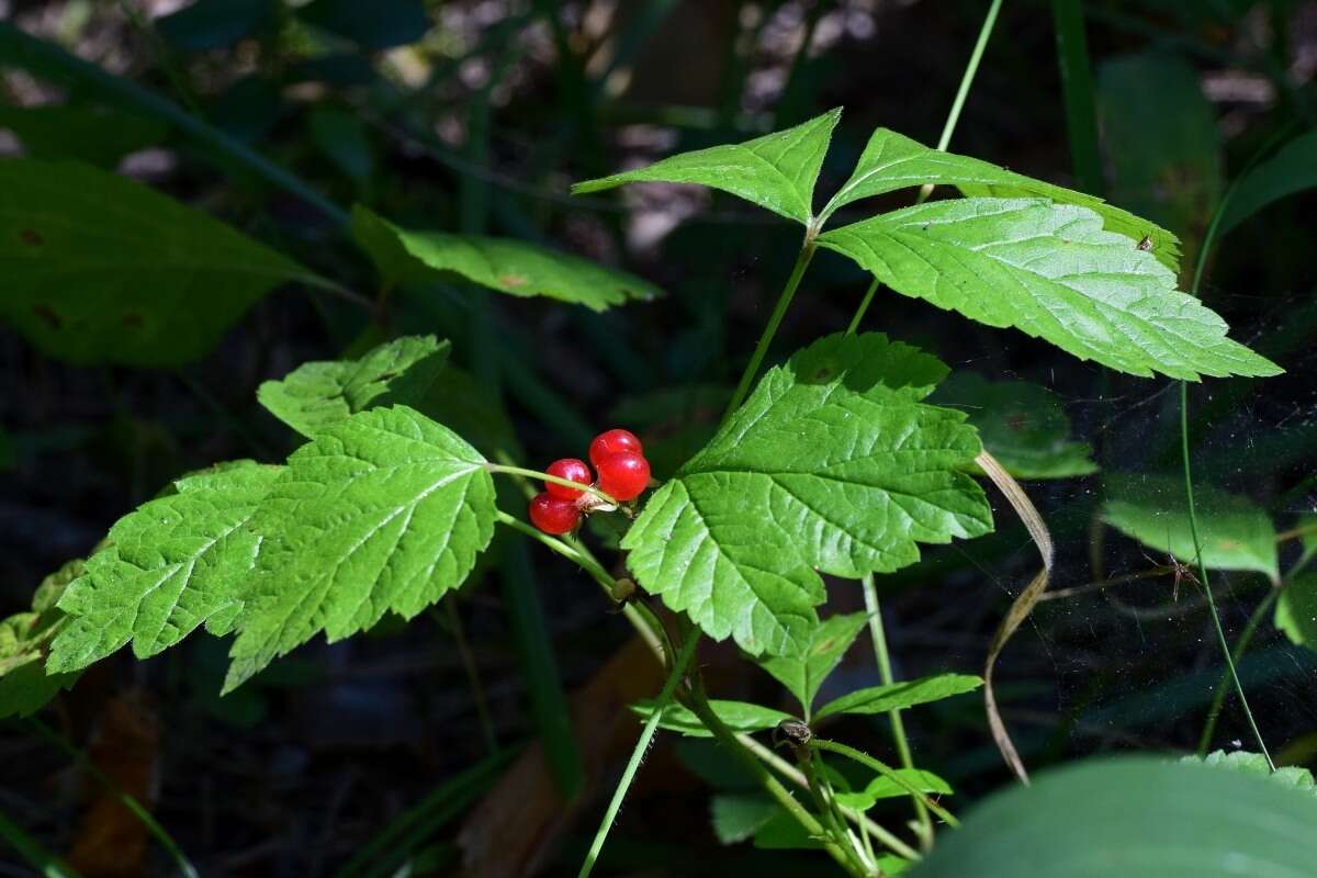 Image of Stone Bramble