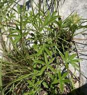 Image of large Indian breadroot