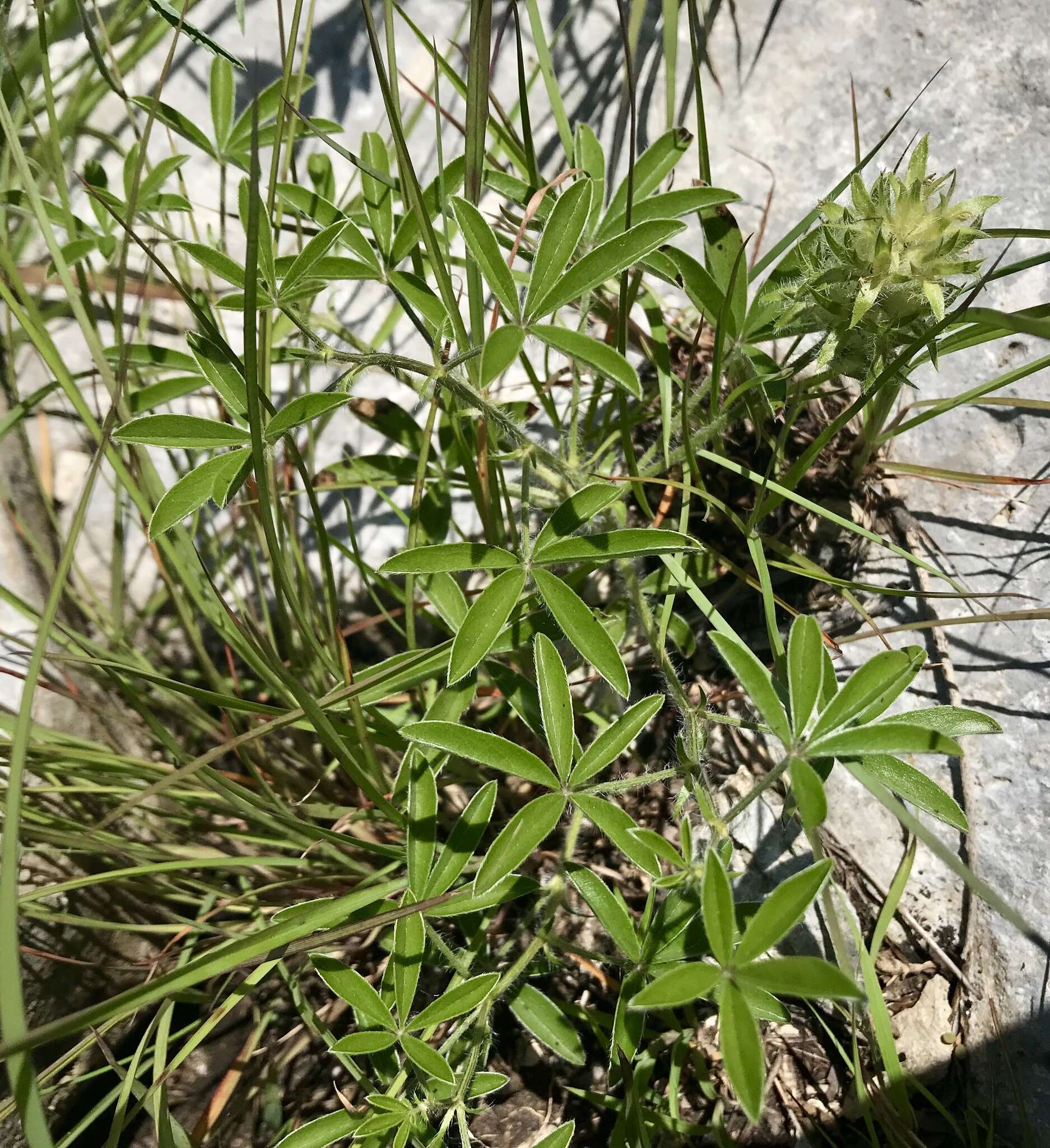 Image of large Indian breadroot