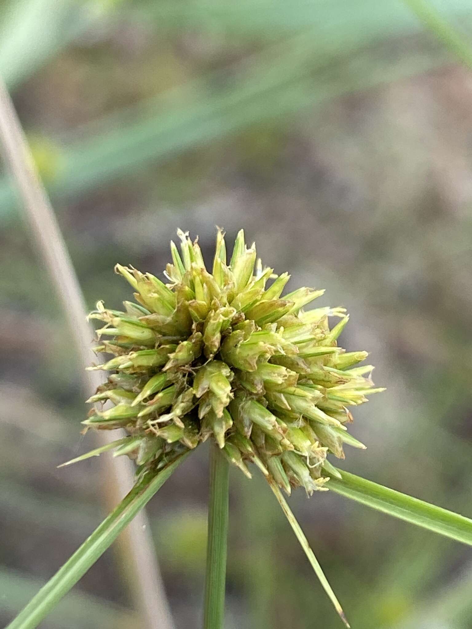 Image of Cyperus filiculmis Vahl