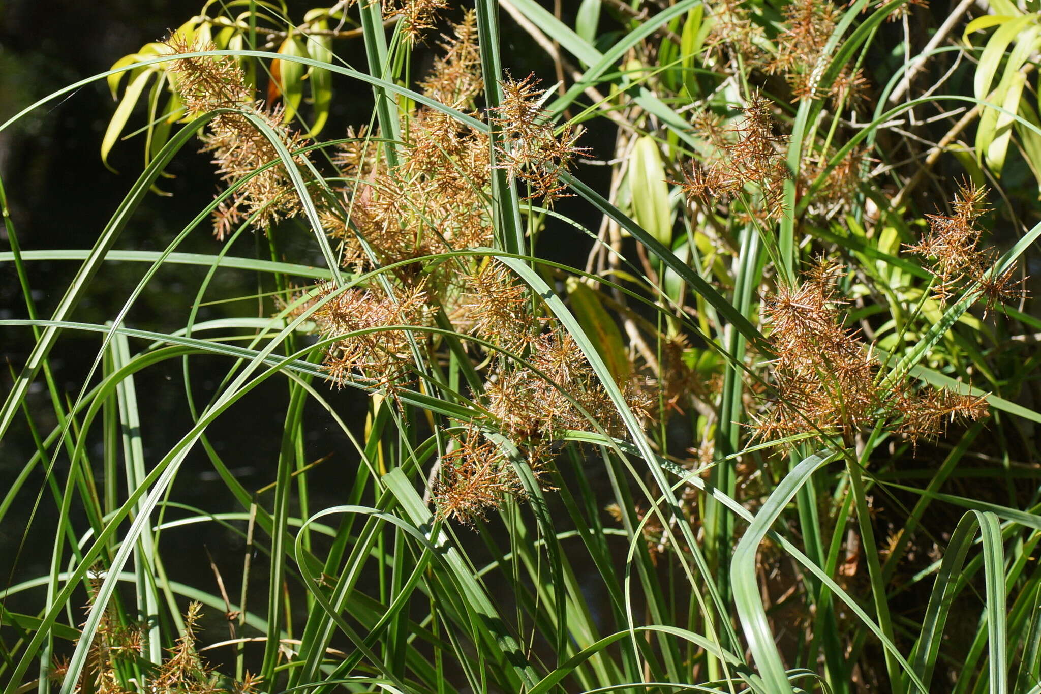 Слика од Cyperus lucidus R. Br.