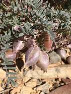 Astragalus gilmanii Tidestr.的圖片