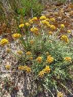 Image of <i>Helichrysum italicum</i> subsp. <i>picardii</i>