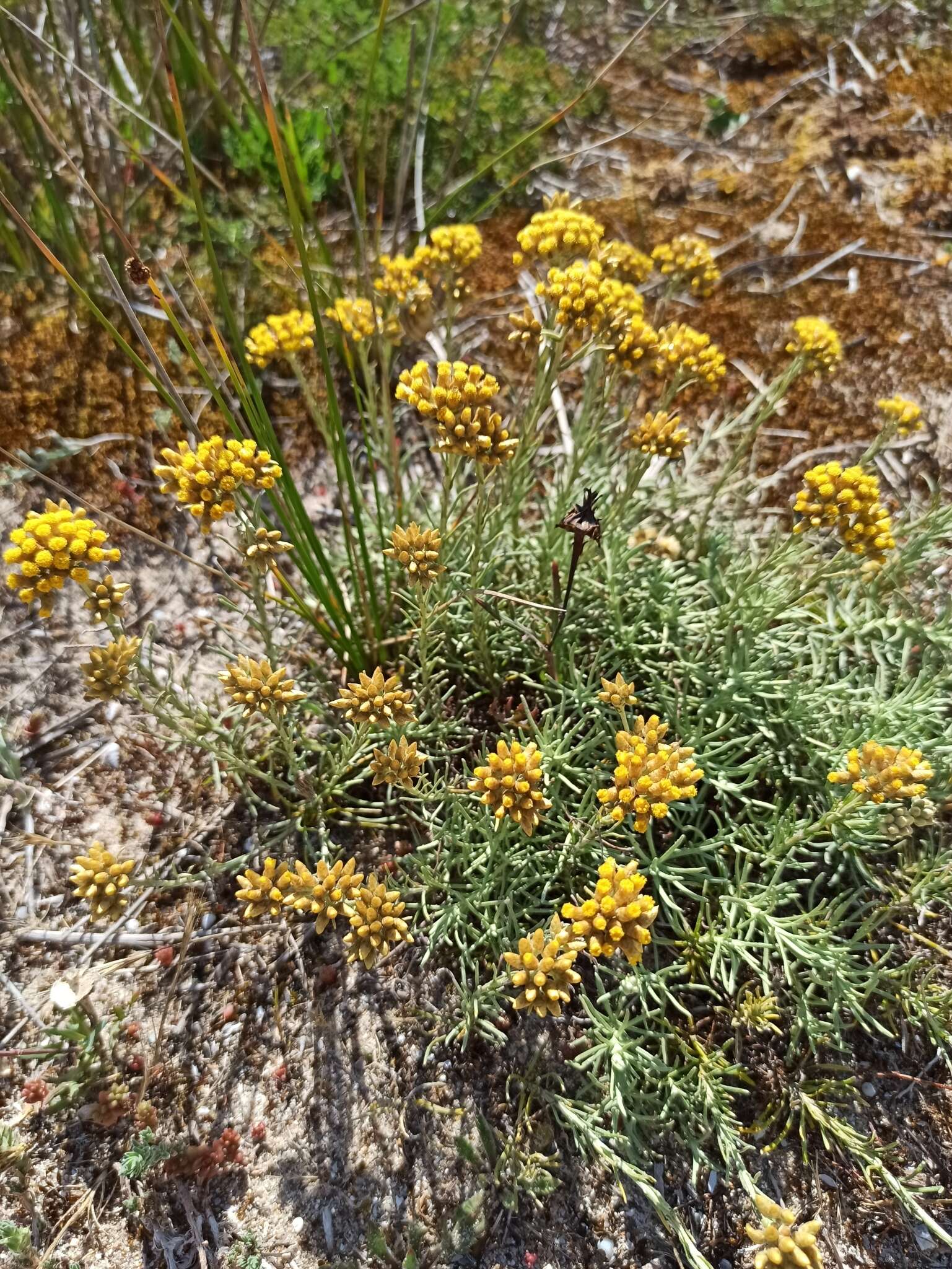 Image of <i>Helichrysum italicum</i> subsp. <i>picardii</i>