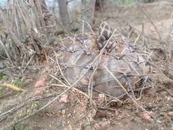 Image of Gymnocalycium striglianum Jeggle & H. Till