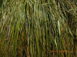 Image of Carex secta Boott