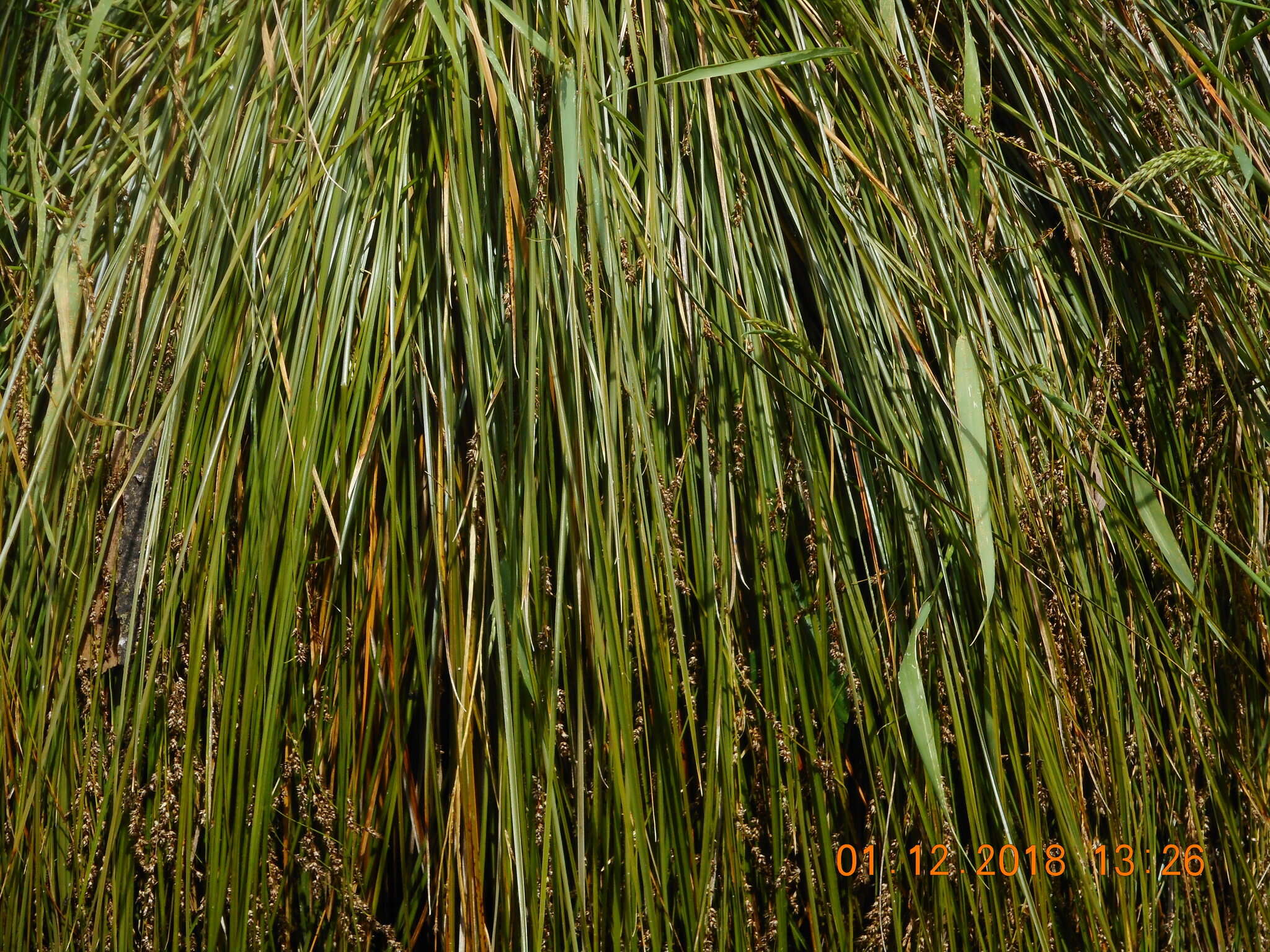 Image of Carex secta Boott