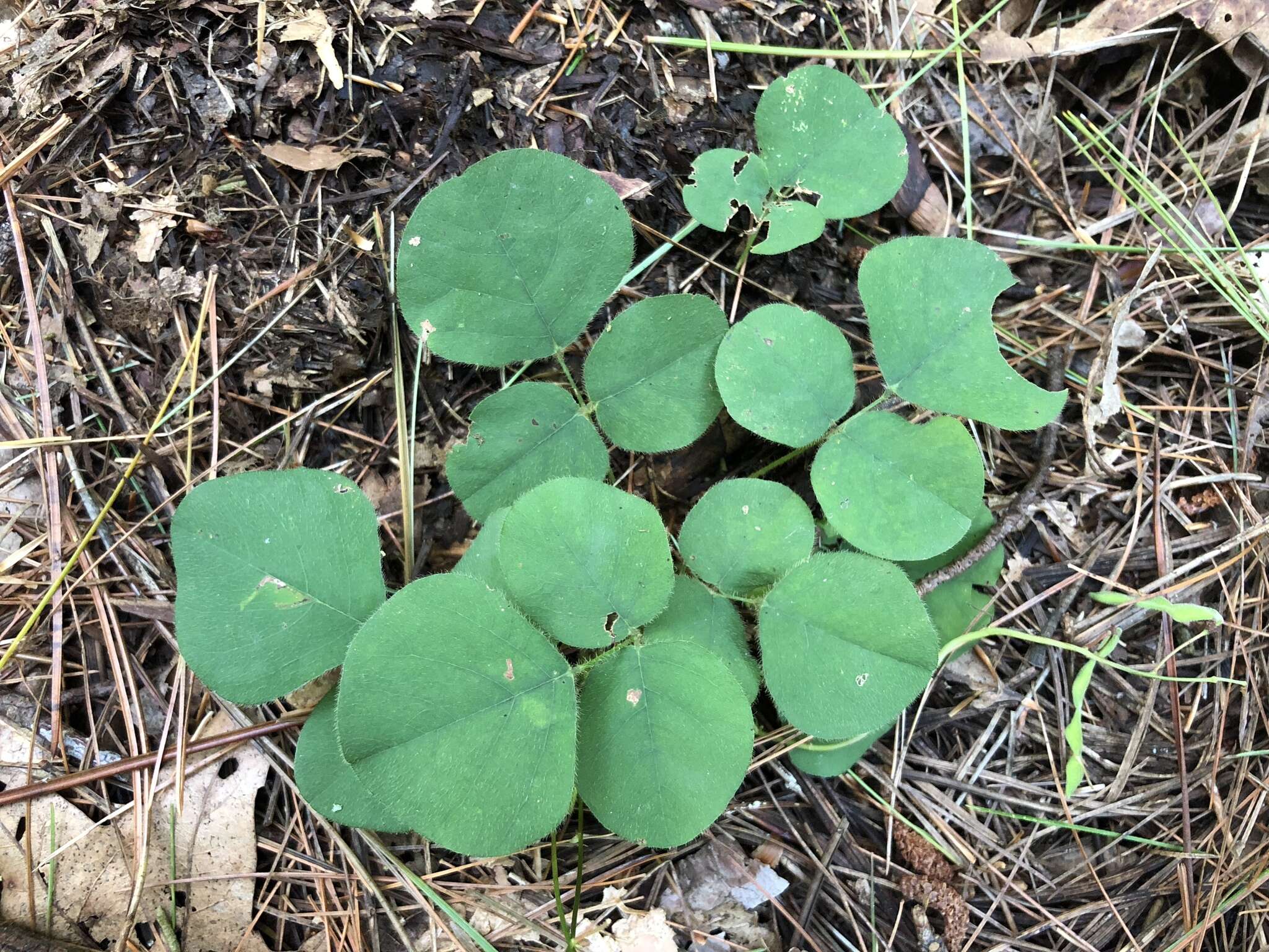 Sivun Desmodium rotundifolium (Michx.) DC. kuva