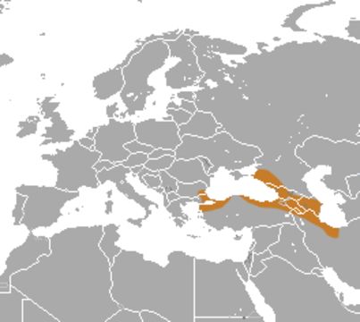 Image of Levant Mole