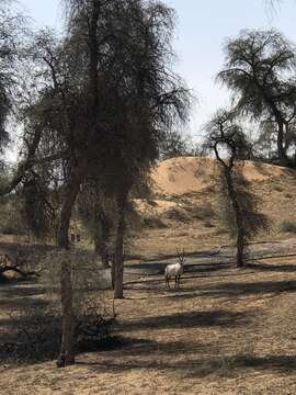 Image of Arabian Oryx