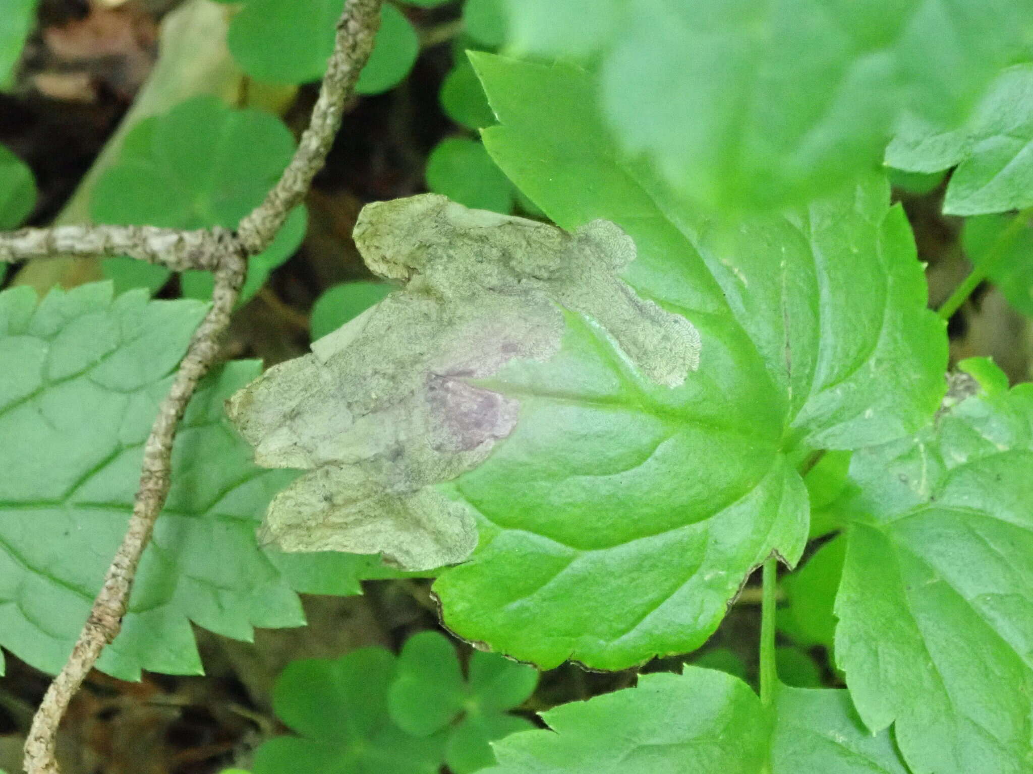 Слика од <i>Phytomyza actaeae</i>