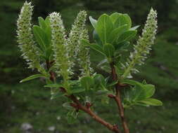 Image of Salix waldsteiniana Willd.