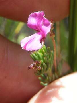 Слика од Indigofera quinquefolia E. Mey.