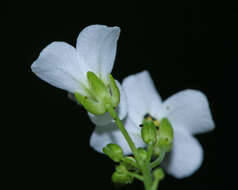 Sivun Arabidopsis halleri subsp. gemmifera (Matsum.) O'Kane & Al-Shehbaz kuva