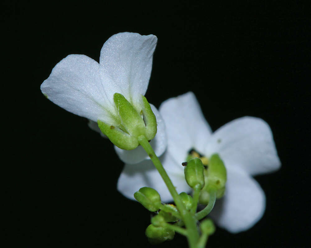 Image of Arabidopsis halleri subsp. gemmifera (Matsum.) O'Kane & Al-Shehbaz