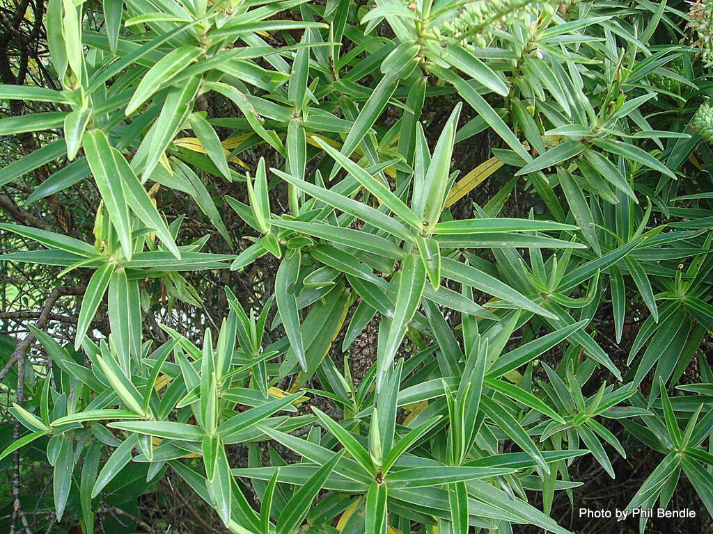 Image de Veronica salicifolia G. Forster