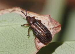 Glyphuroplata uniformis (Smith 1885)的圖片