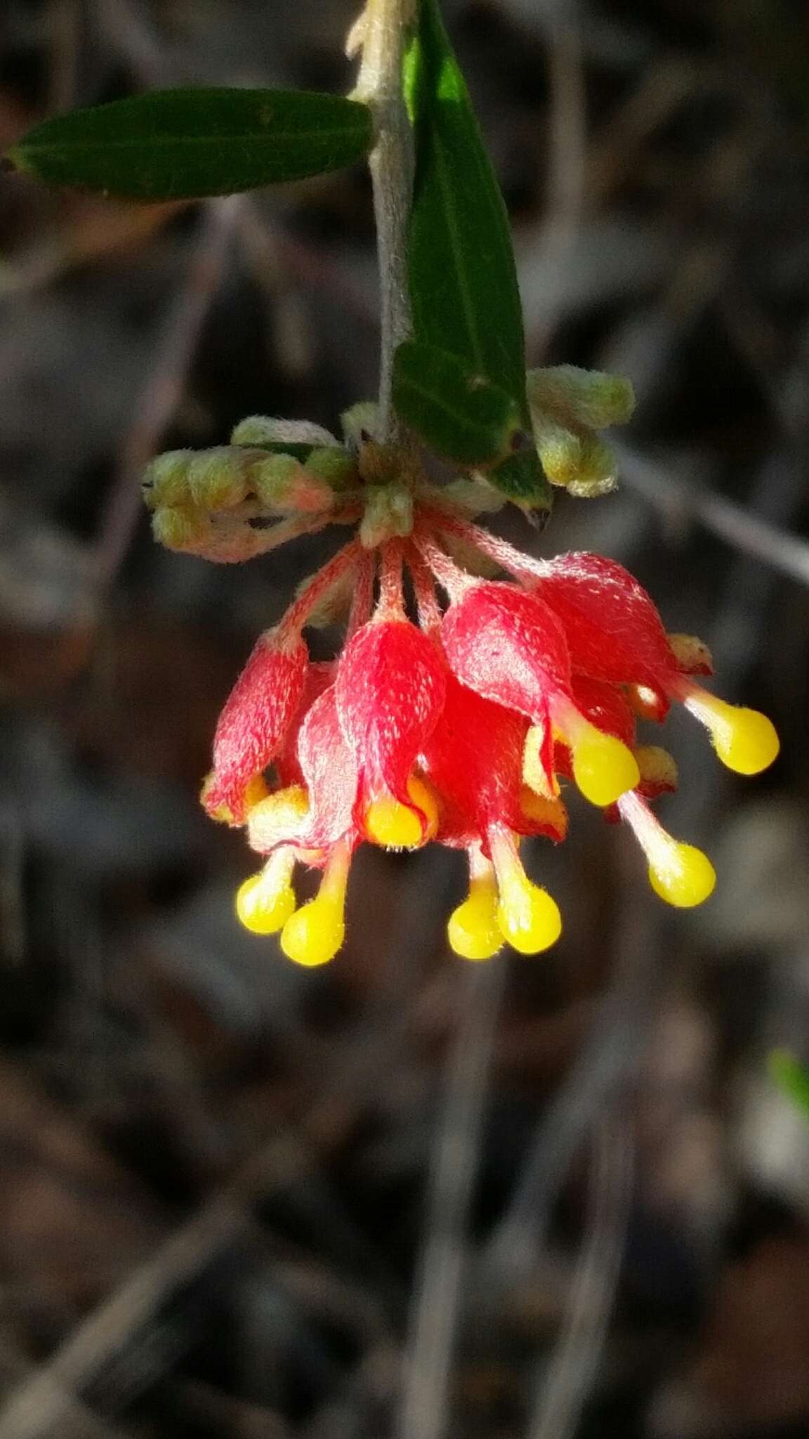 Image of Grevillea fasciculata R. Br.