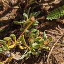 Image of Panguitch buckwheat