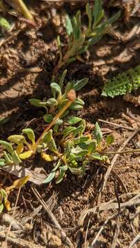 Image of Panguitch buckwheat