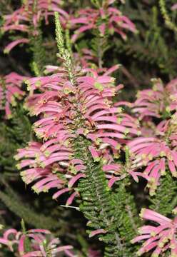 Image of Erica densifolia Willd.