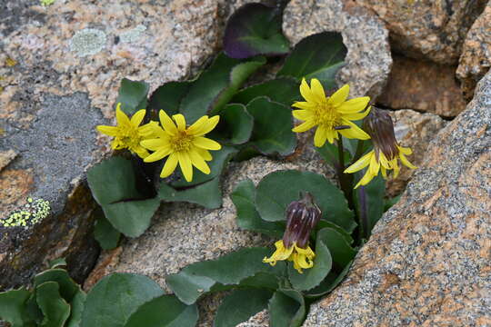 Image de Senecio amplectens A. Gray