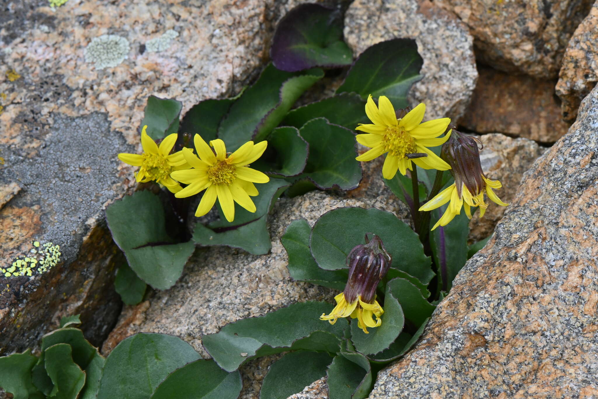 Image de Senecio amplectens var. holmii (Greene) H. D. Harrington