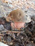 Image de Neoboletus