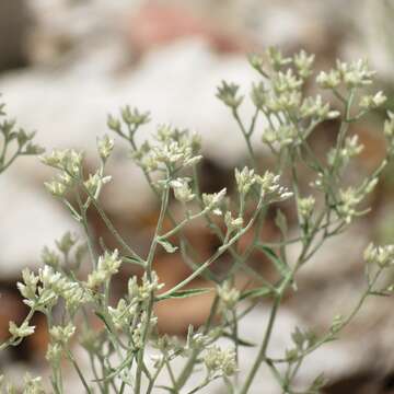 Слика од Pseudognaphalium canescens (DC.) A. A. Anderberg