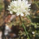 صورة Armeria alliacea (Cav.) Hoffmanns. & Link