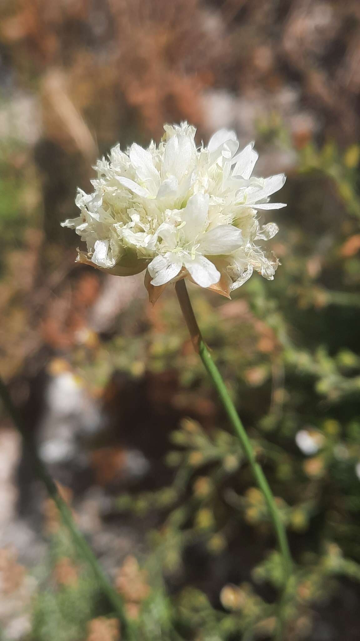 صورة Armeria alliacea (Cav.) Hoffmanns. & Link