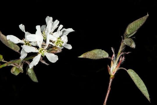 Imagem de Amelanchier arborea (Michx. fil.) Fern.