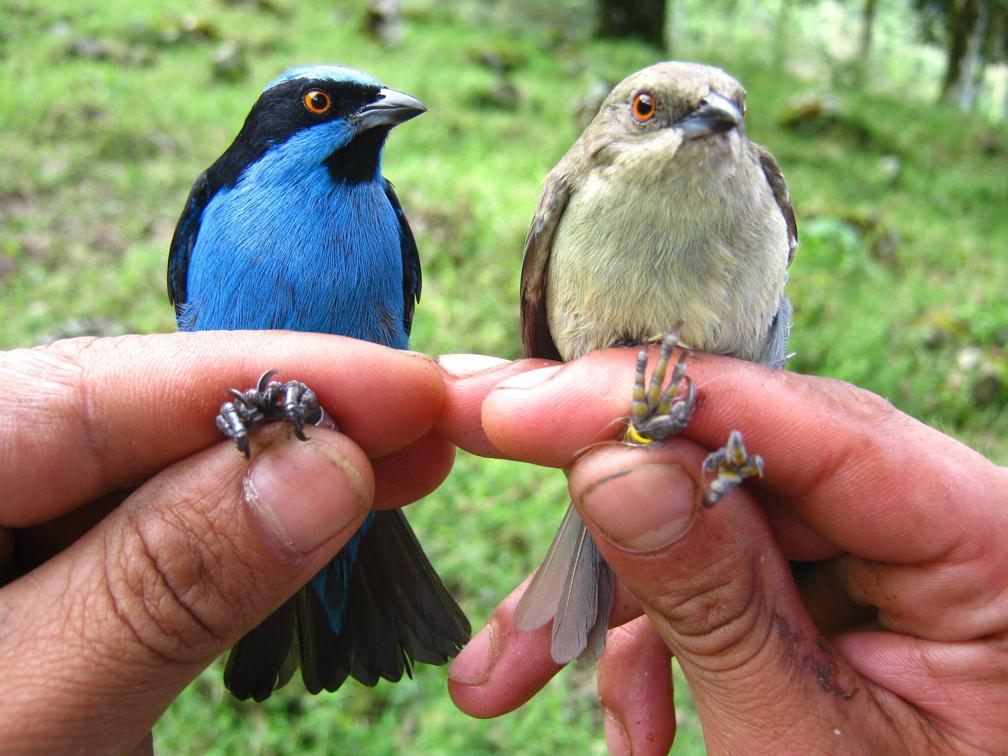 Imagem de Dacnis hartlaubi Sclater & PL 1855