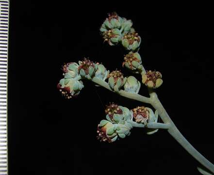 Image of Sedum commixtum R. Moran & P. C. Hutchison