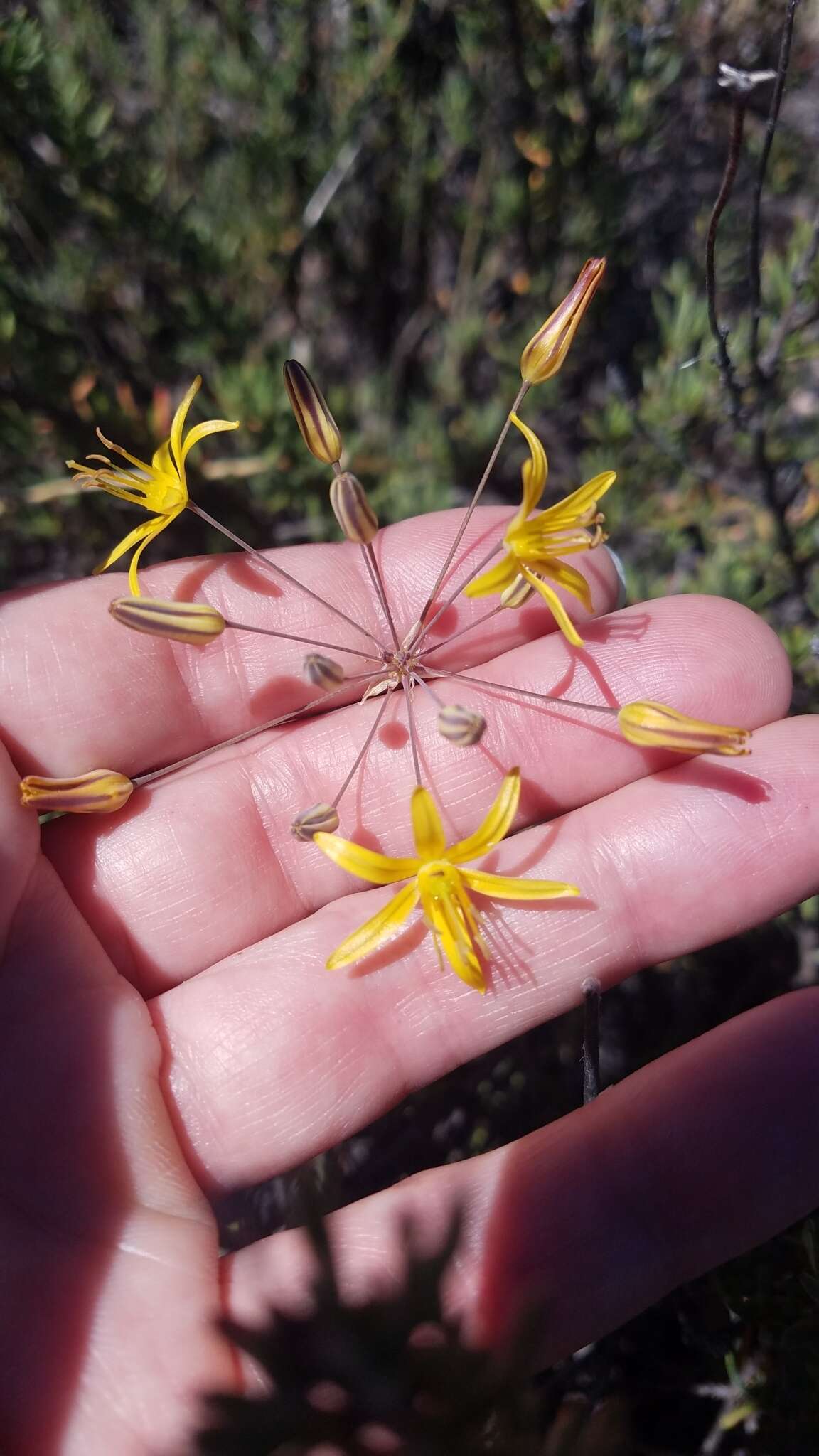 Слика од Bloomeria crocea var. aurea (Kellogg) Ingram