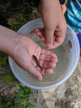 Image of Fathead Minnow