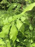 Image of shellbark hickory