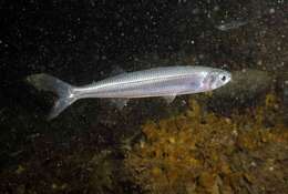 Image of Mediterranean sand smelt