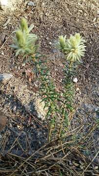 Image of Phylica plumosa L.