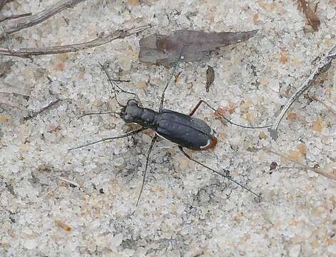 Image of Cicindela (Cicindelidia) abdominalis Fabricius 1801